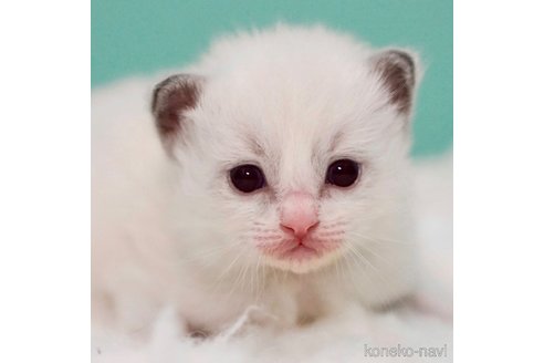 成約済の東京都のラグドール-105100の9枚目